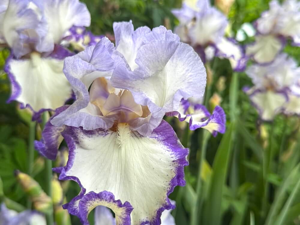 Iris 'Rings True'
